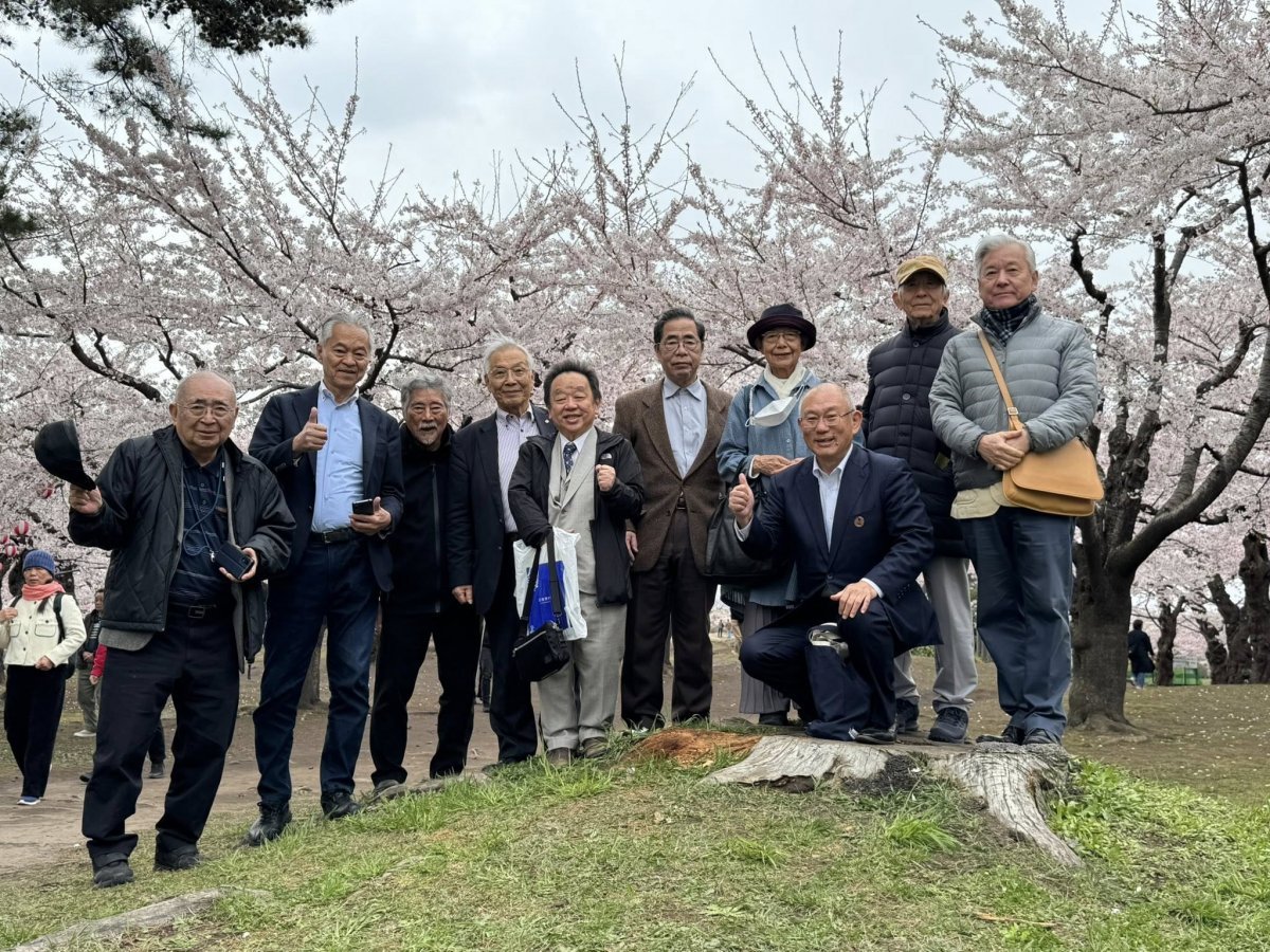 五稜郭桜祭り